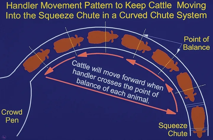 A blueprint of the flow of Temple Grandin's Chute Ranch